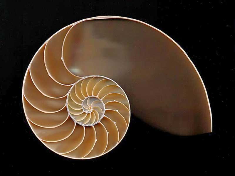 Aquatic Gallery: Merging Science Education with Entertainment
