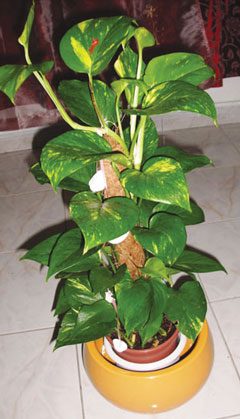 Money Plant