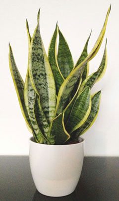 Mother-in-Laws Tongue Plant