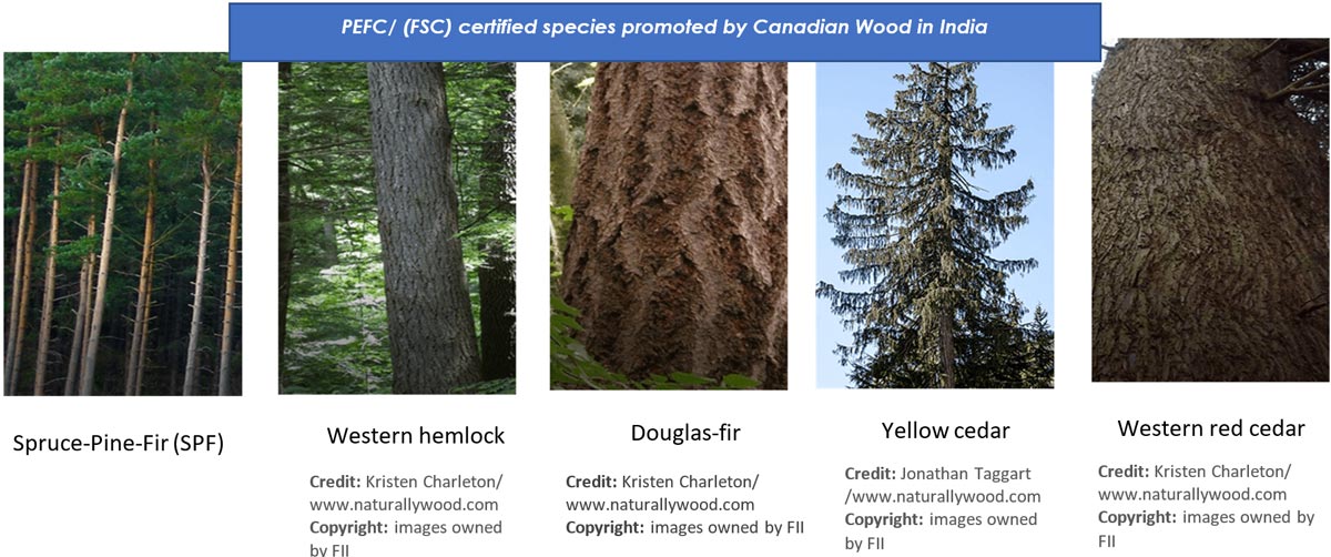Canadian wood