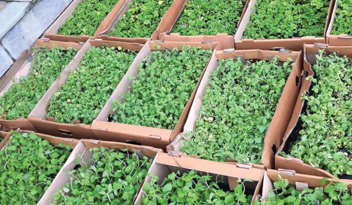 Real estate developer Bennet & Bernard