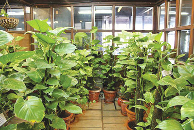 PBC Indoor Plant